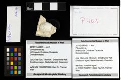 Foto (Objekt + Etiketten) von Pithonoton sp. 